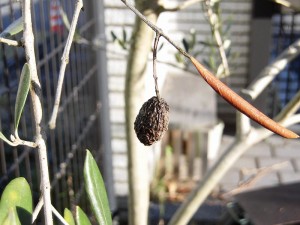 縮小オリーブの見