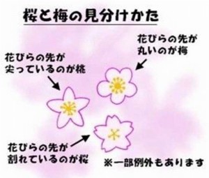 縮小花びら